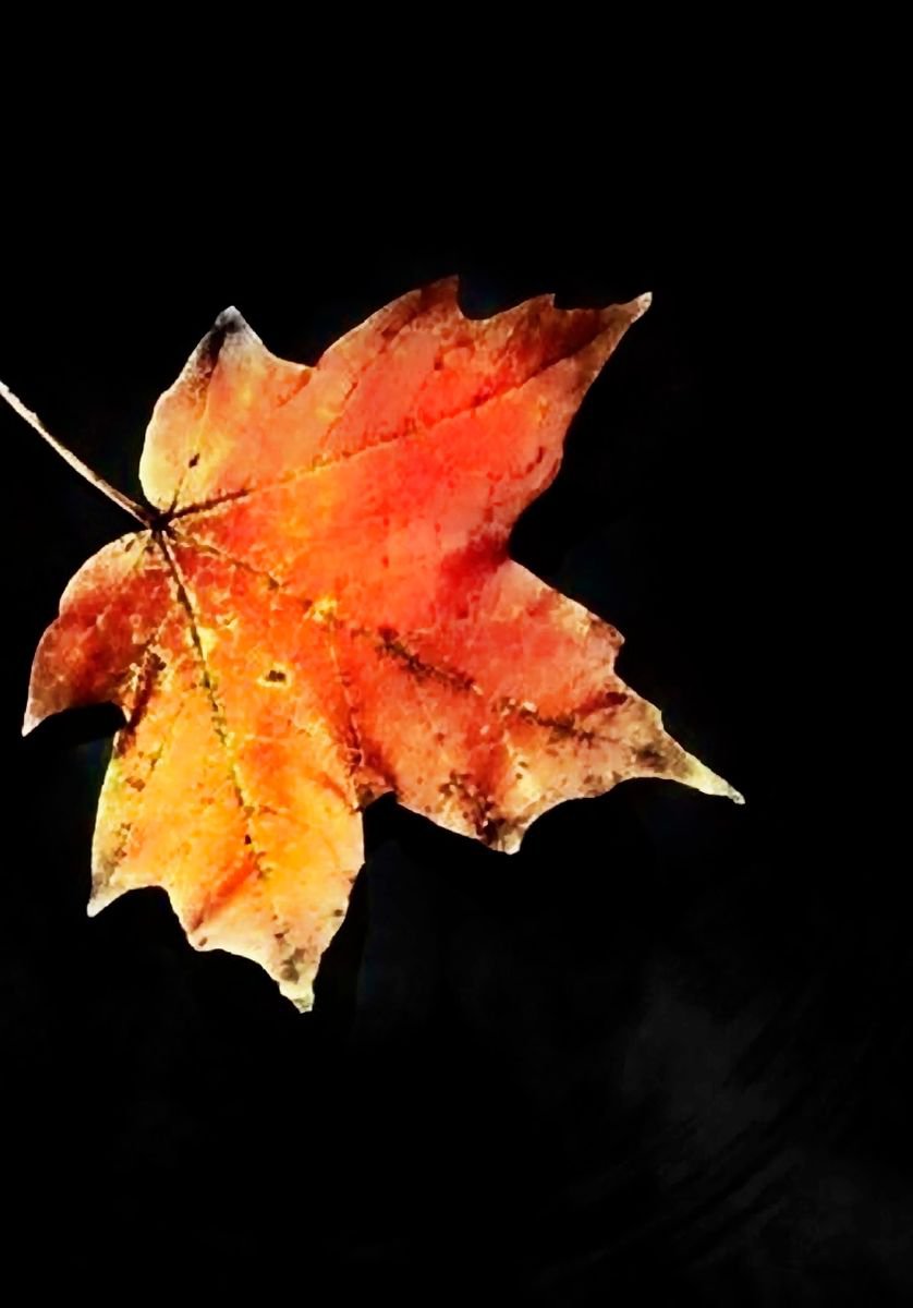 A Leaf on the Wind by Neil Hemsley
