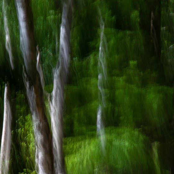 Deep in the Forest - Dark Green Abstract Trees