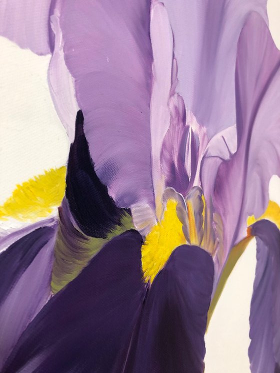 Iris flower spring, garden, botanical