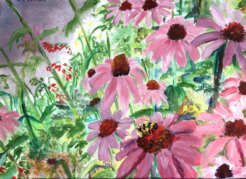 pink cone flowers in the border by Sandra Fisher