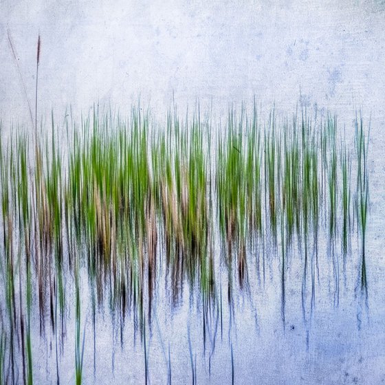 Reeds #1 Limited Edition 1/50 10x10 inch Photographic Print.