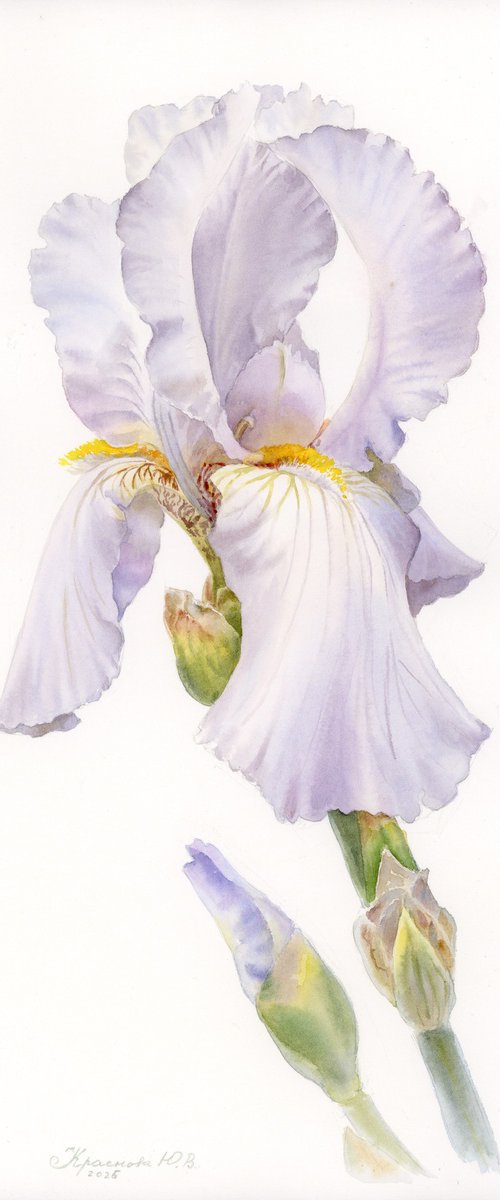 Iris, Soft Lavender by Yulia Krasnov