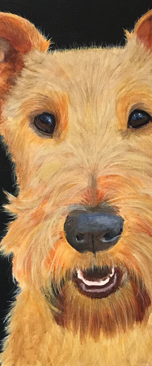 ALFIE - IRISH TERRIER by ELAINE ASKEW