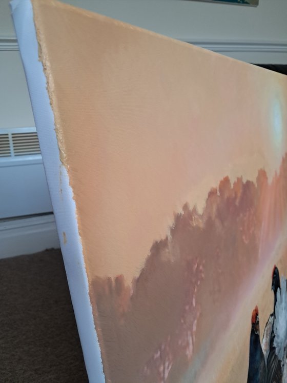 BLACK GROUSE ON THE LEK / MAN-TO-MAN TALK