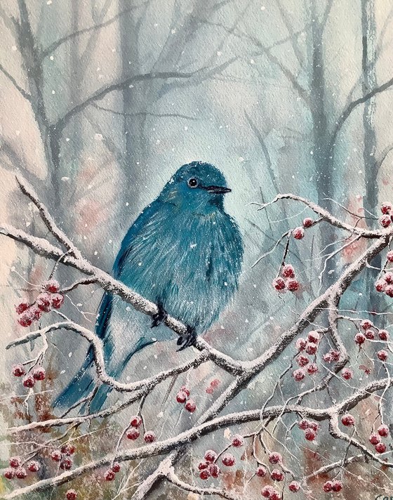 Mountain Bluebird