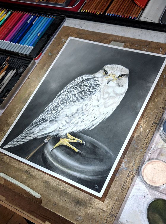 Peregrine Falcon  (Original Pastel Painting)