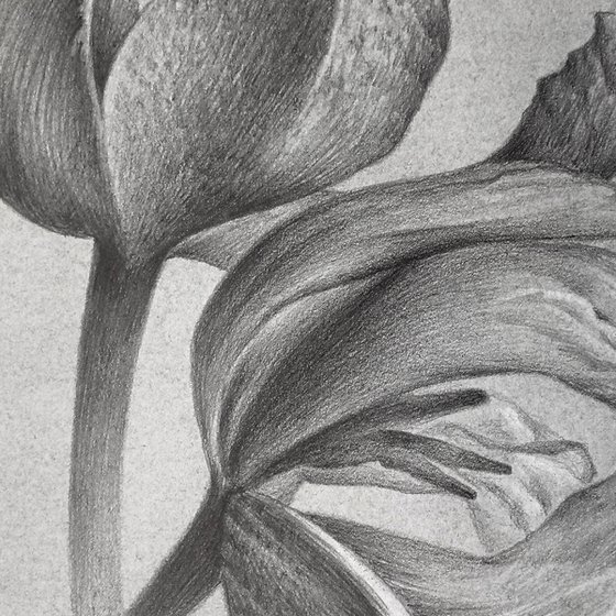 Tango: The Dance of Fading Beauty