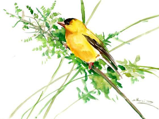 American Goldfinch