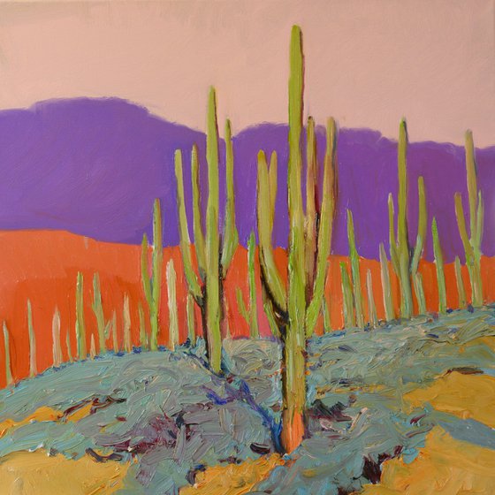Saguaros. Desert Evening