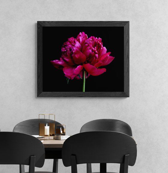 Red Peony Flower