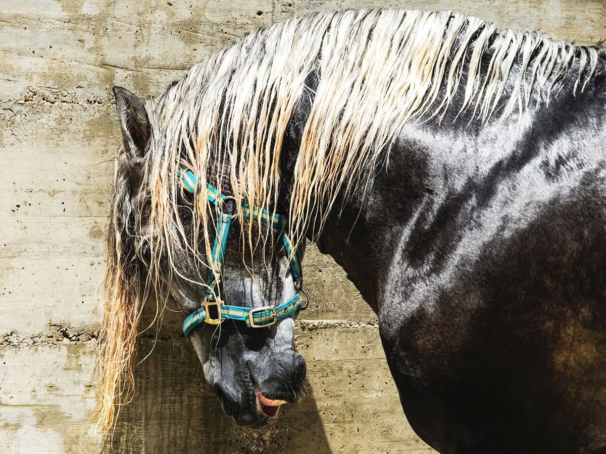 Photorealistic Animal Photograph By Andrew Lever, 40 X 30, Black And Blonde, Original Artwork