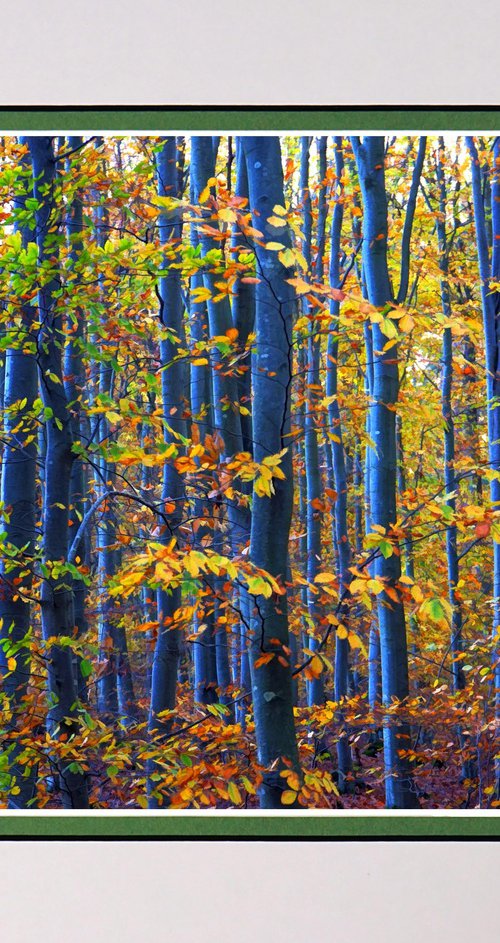 In the beech forest by Robin Clarke