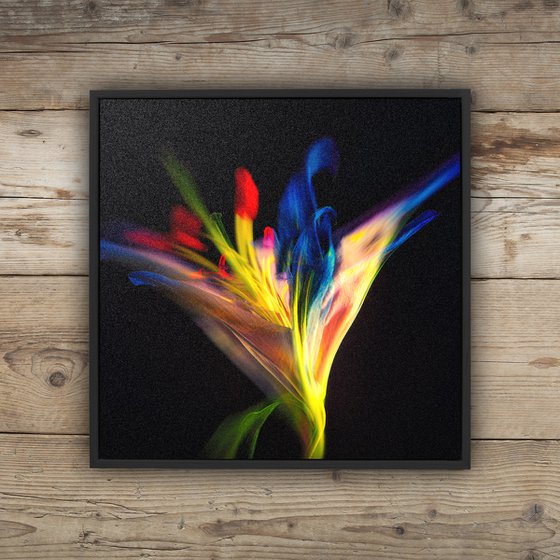 Lilies #4 Abstract Multiple Exposure Photography of Dyed Lilies Limited Edition Framed Print on Aluminium #2/10