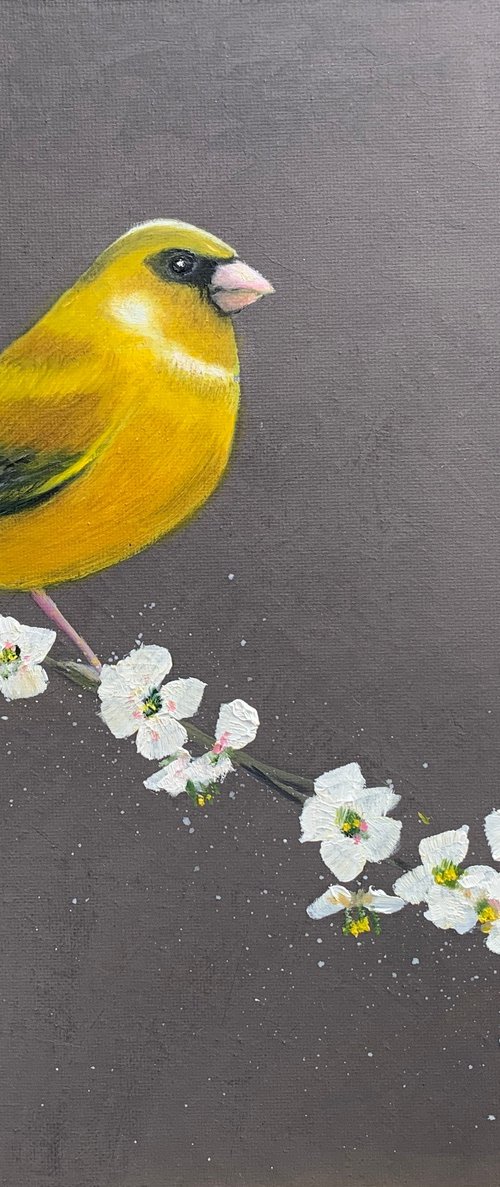 Greenfinch on Cherry Blossom by Laure Bury