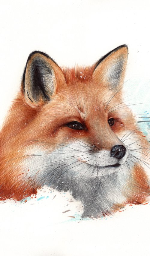 Red Fox Portrait by Daria Maier