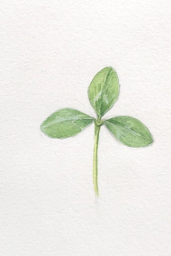 Clover. A leaf composition with a beautiful story.