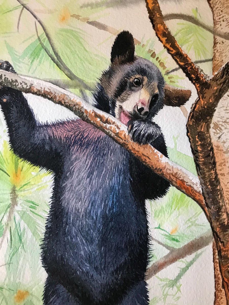 Bear-cub on a branch by Kakajan Charyyev
