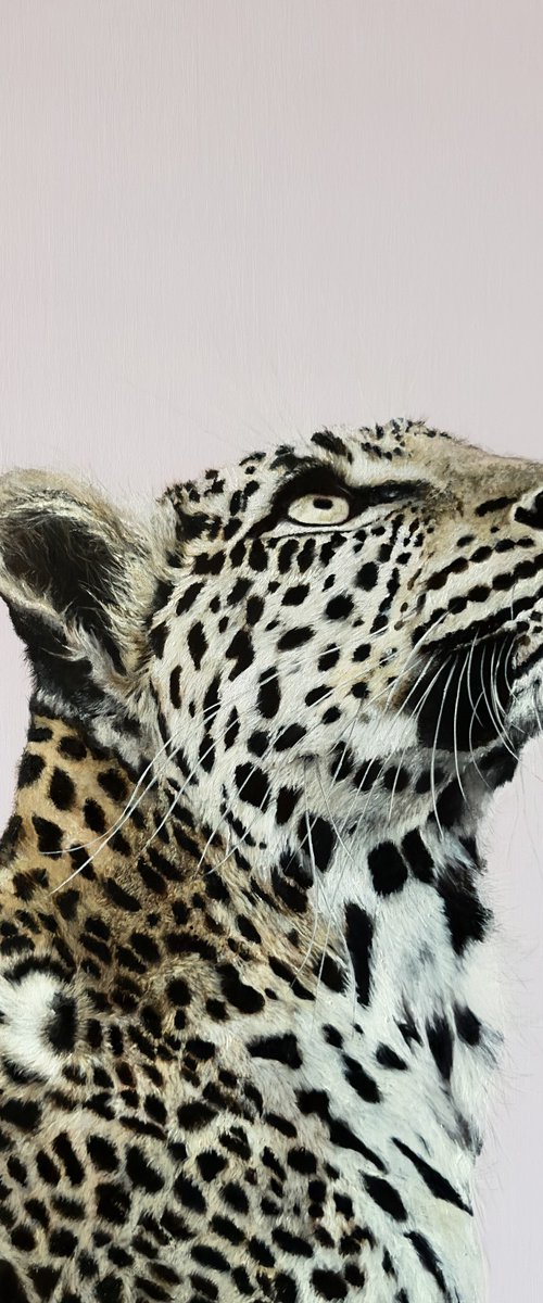 Focus – Original Leopard Painting by Paul Hardern
