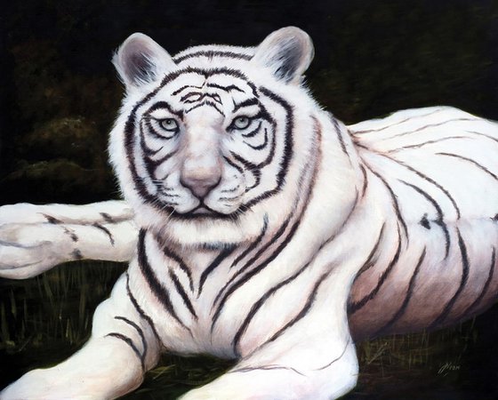 White Fire - Bengal Tiger