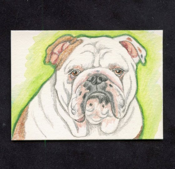 ACEO ATC Original Colored Pencil Art-English Bulldog Dog-Carla Smale