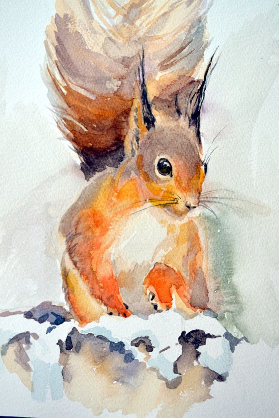 Red Squirrel