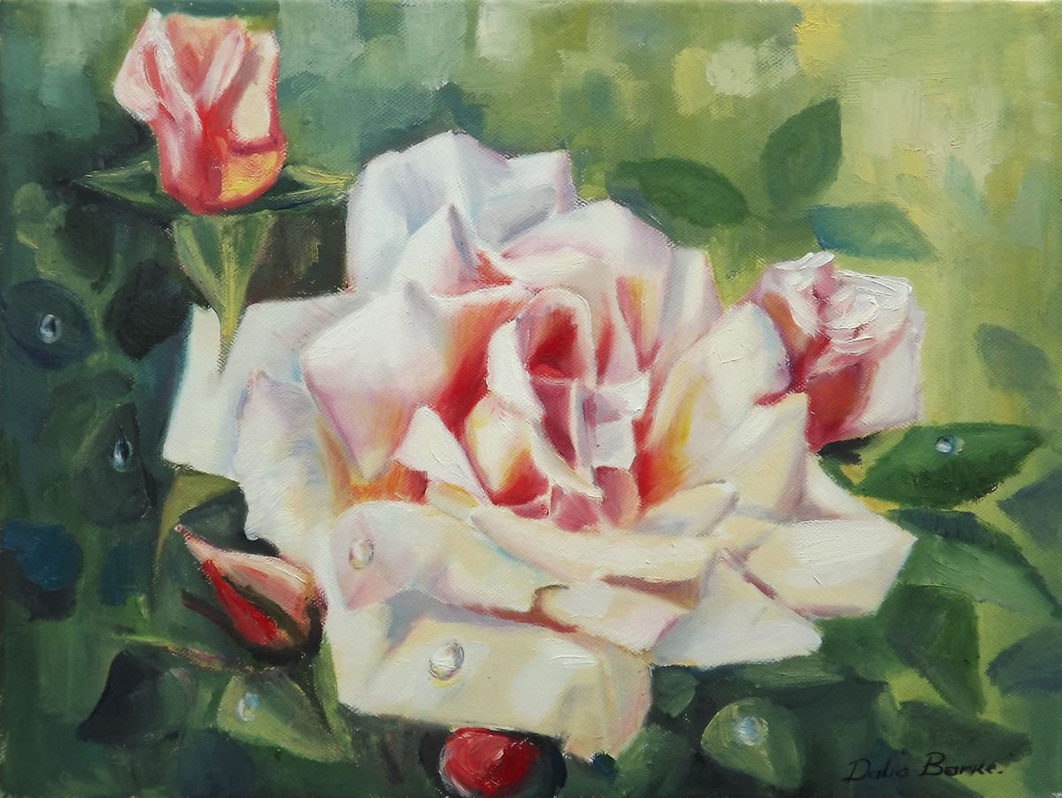 Rose by Dalia Barke