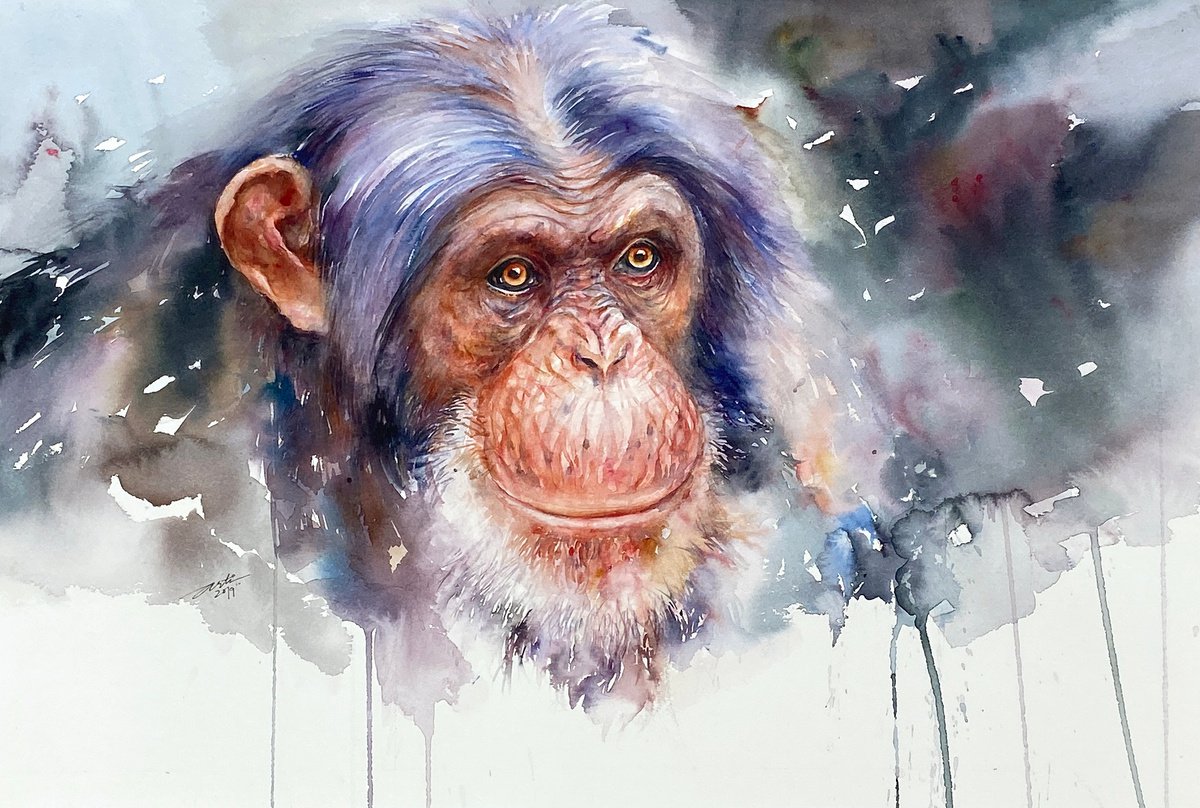 Chimp Solomon by Arti Chauhan
