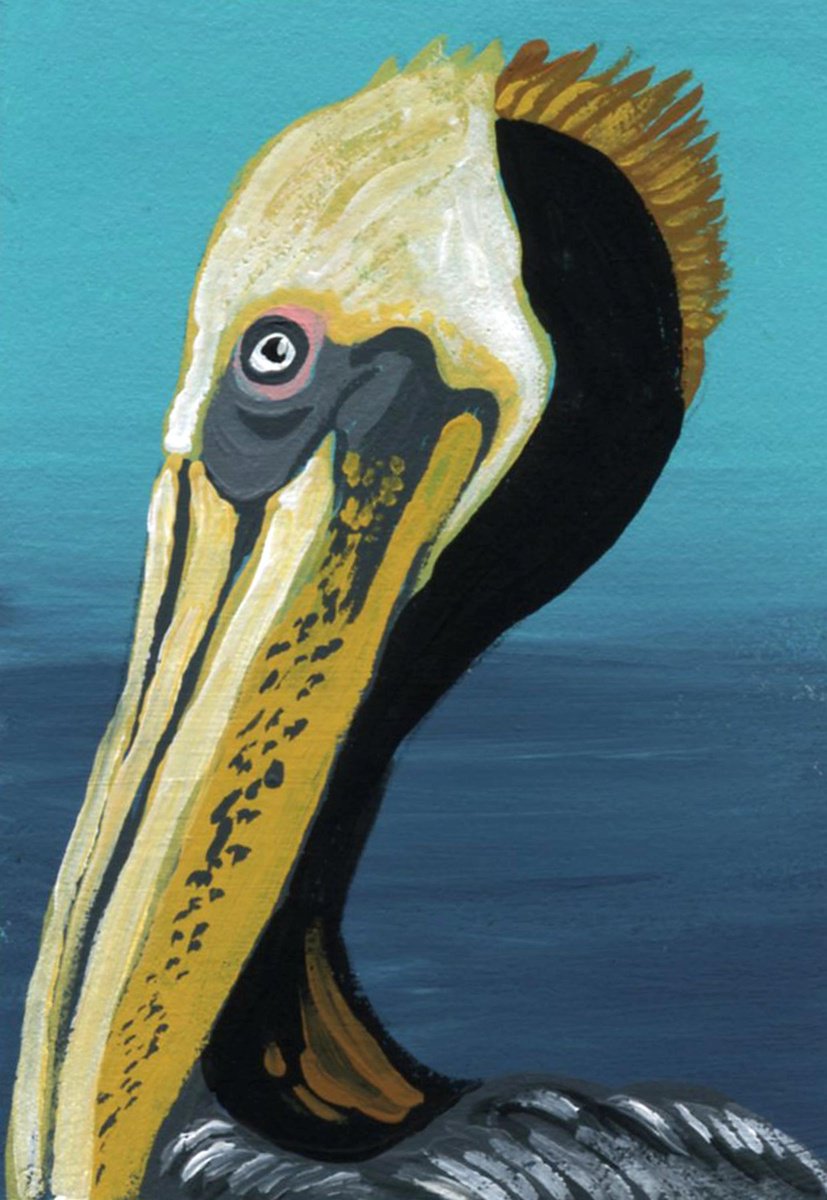 Brown Pelican by Carla Smale