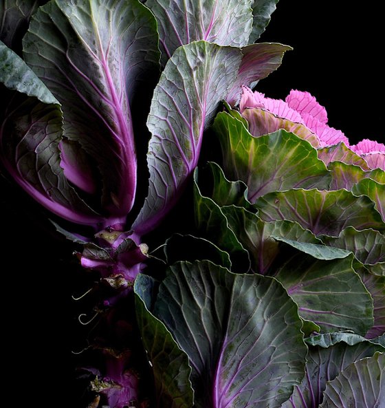 Flowering Kale