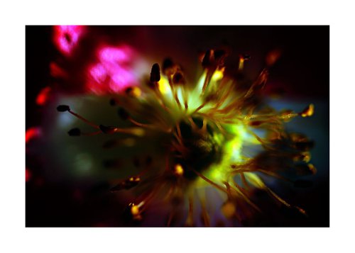 Abstract Pop Color Nature Photography 20 by Richard Vloemans