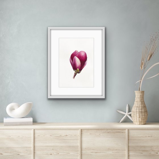 Magnolia blossom. A flower bud. Original watercolor artwork.