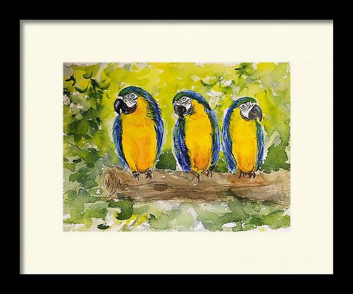 Blue and Gold macaw birds by Asha Shenoy