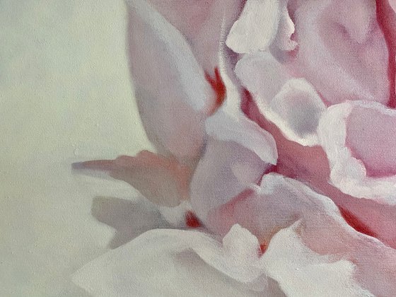 Pink peony 80x120