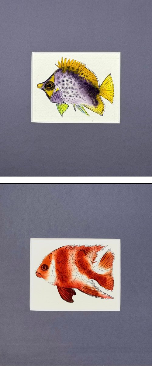Three Exotic colorful fish by Yuliia Sharapova