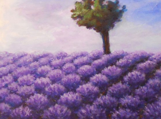 Lavender field