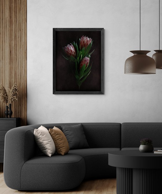 Dusty Pink Proteas