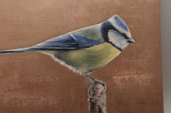 Blue Tit in Summer