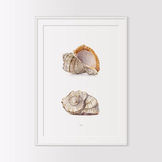 Views of Shell