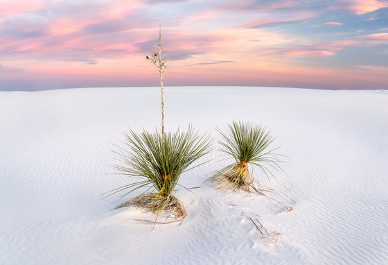 Yucca, White Sands - FRAMED - Limited Edition