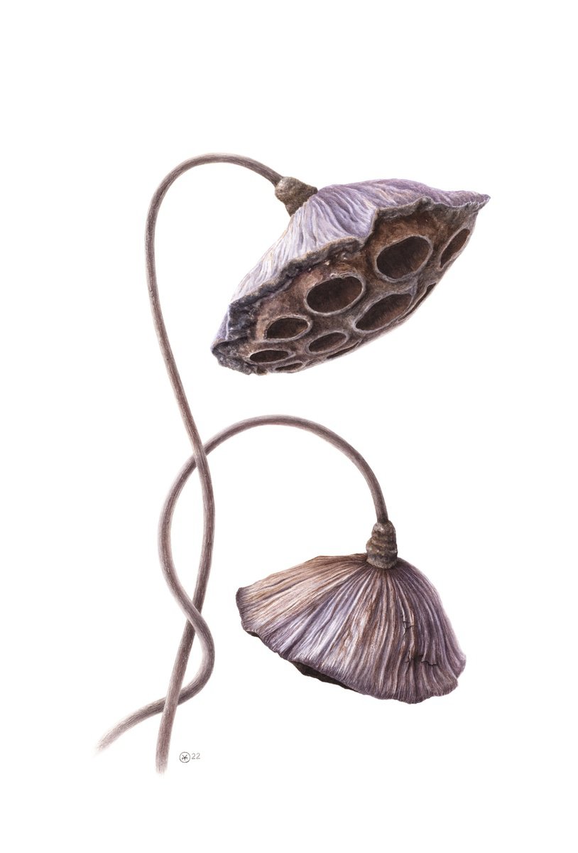 Lotus Seed Pods by Yuliia Moiseieva