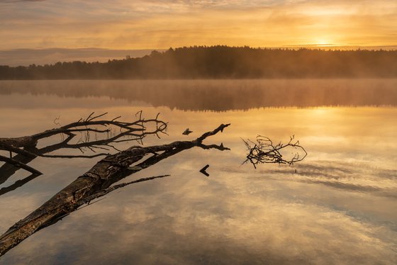 Aurumn Dawn