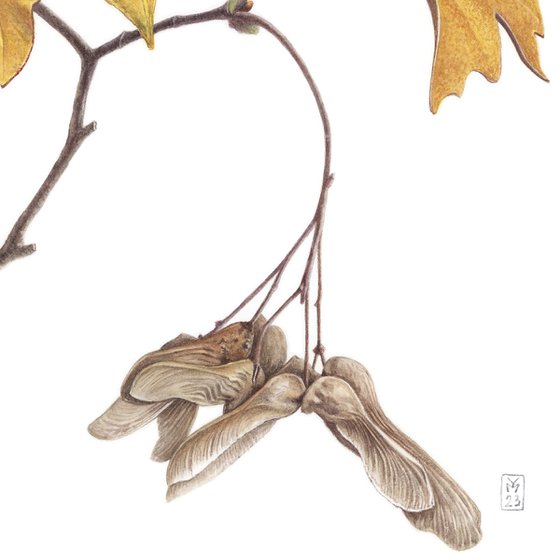 Golden Maple
