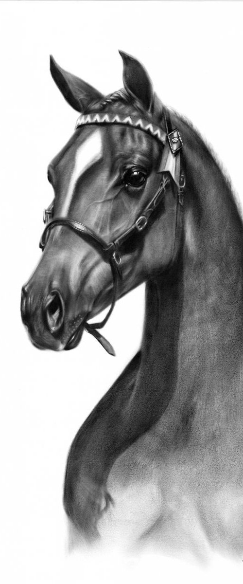 Arabian Horse by Danguole Serstinskaja