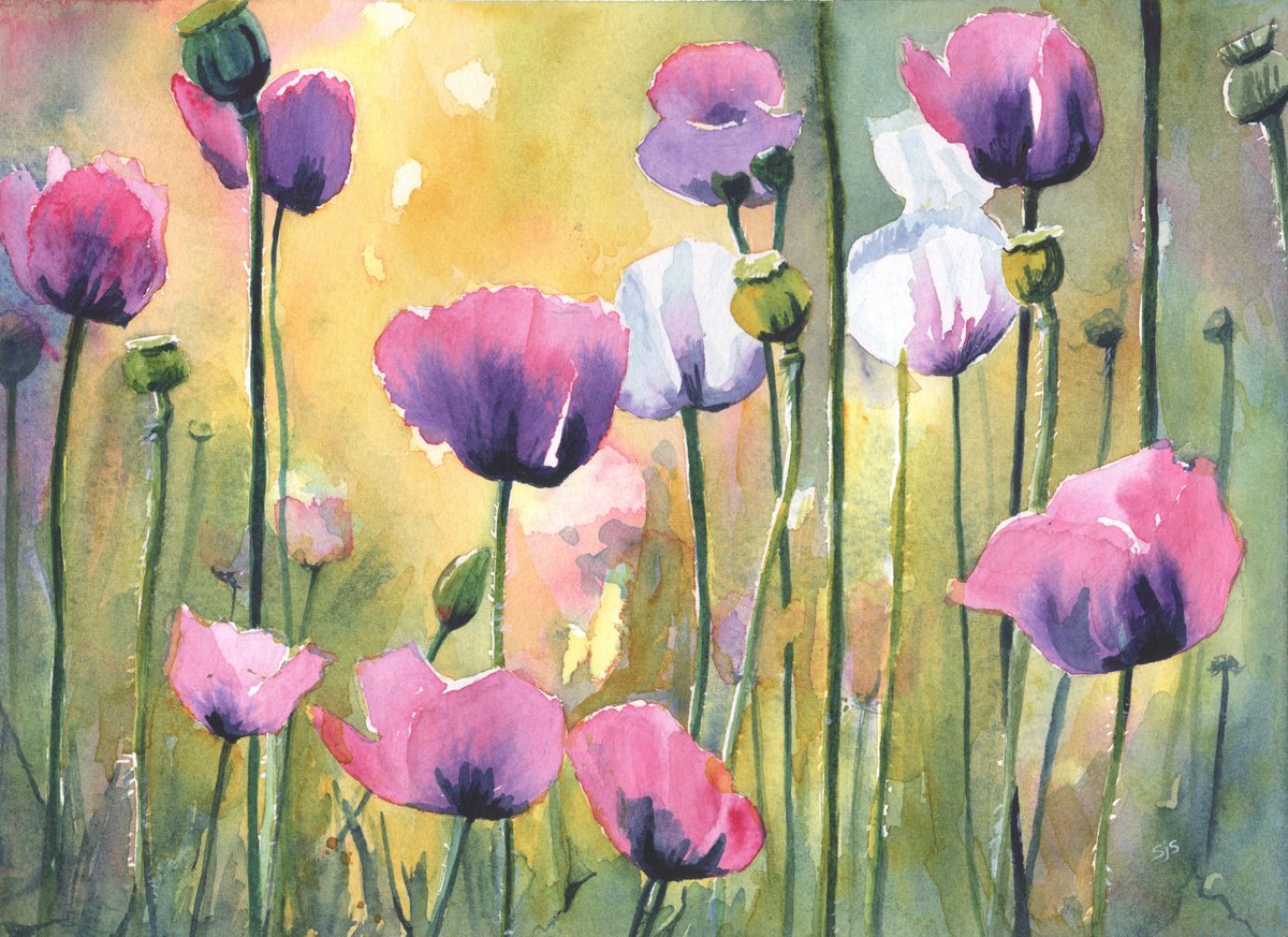 Poppies by Sarah Stowe