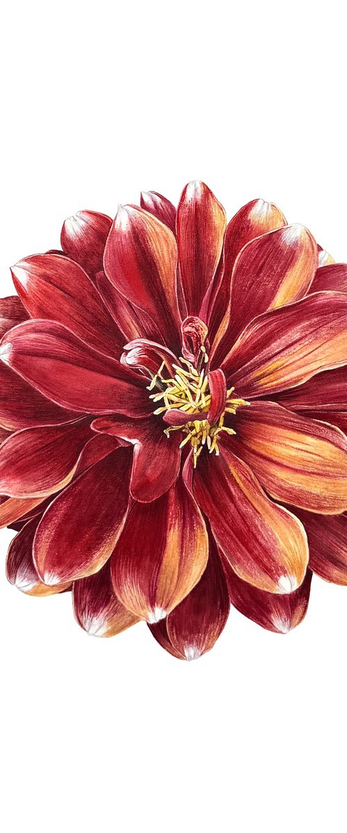 Red  Dahlia flower Painting by Yuliia Prokopchuk