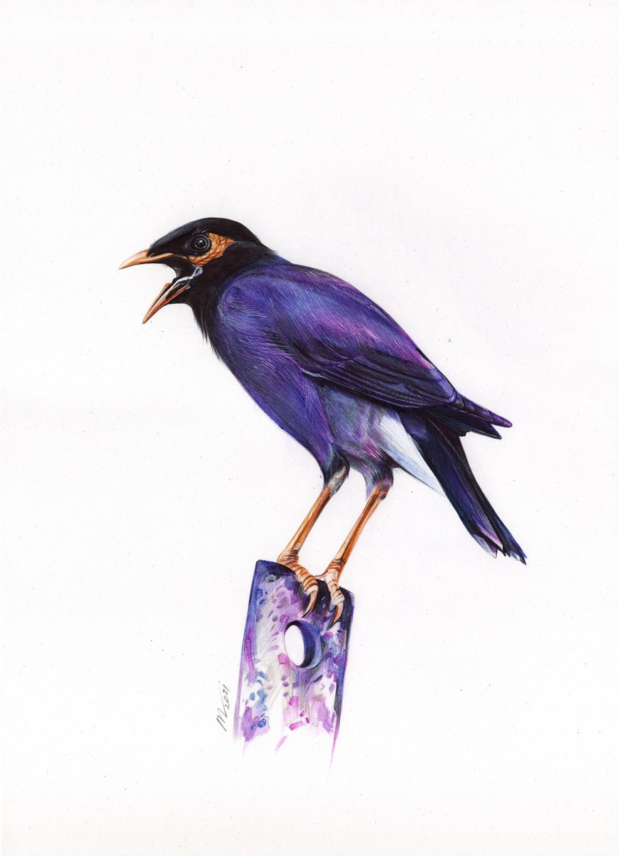 Photorealistic Animal Drawing By Daria Maier, 10 X 14, Common Myna, Original Artwork