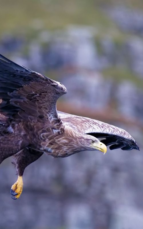 Animals, birds - White-tailed Eagle, the Isle of Mull, Scotland, UK by MBK Wildlife Photography