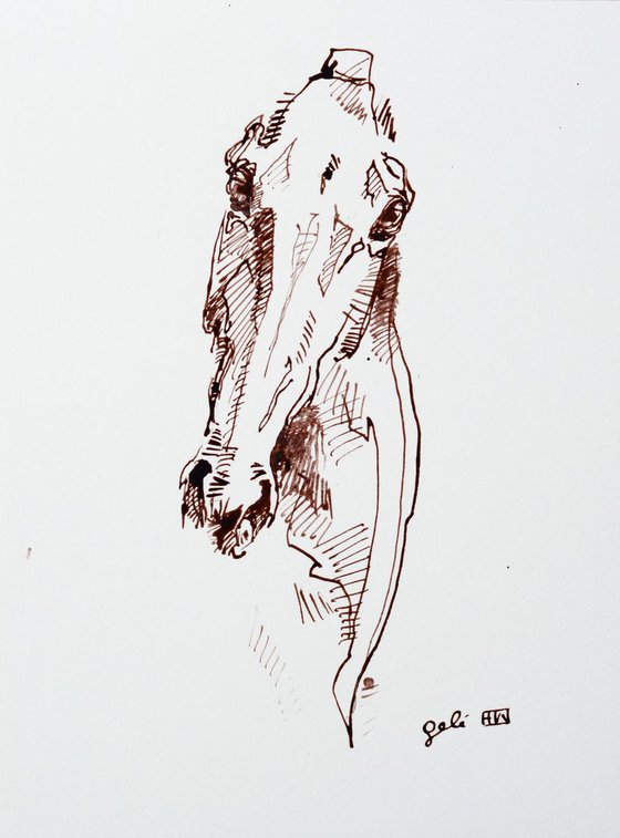 Equine Nude 184