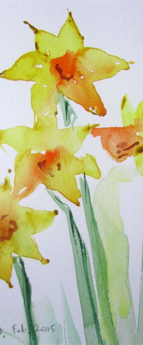 Fresh daffodil flowers by Violeta Damjanovic-Behrendt