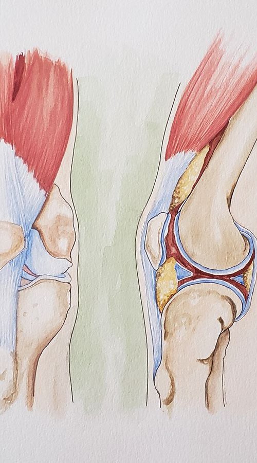 Anatomy - The Knee II by Katrina Case